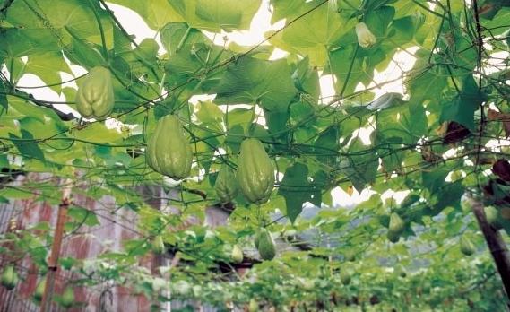 Papa del aire: Características y cultivo