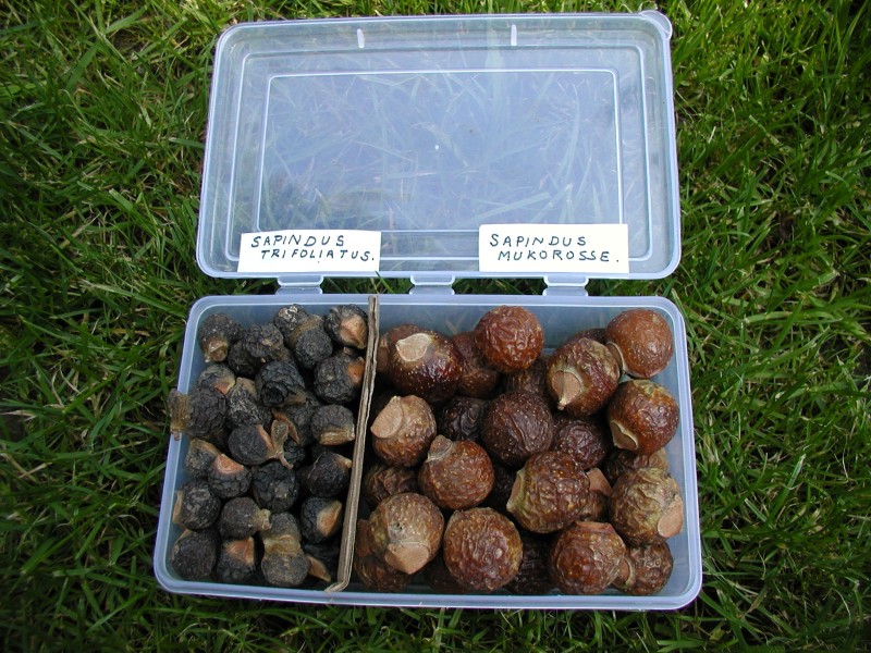 ¿De dónde vienen y para qué sirven las «nueces de jabón»?