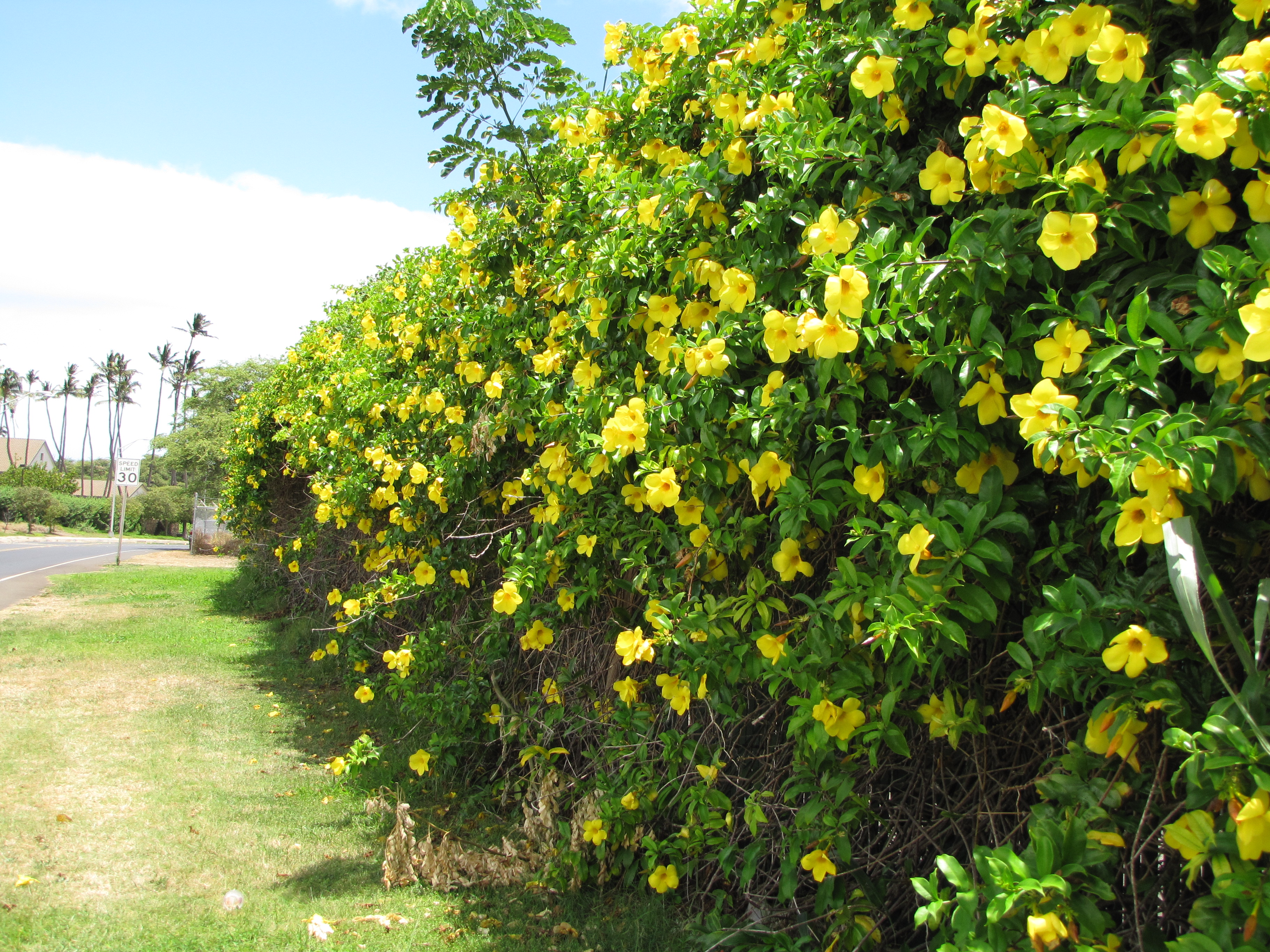 Allamanda cathartica: Características, cultivo y cuidados Flores - Flor de  Planta