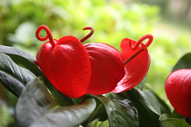 Anthurium scherzerianum: Características, cultivo y cuidados