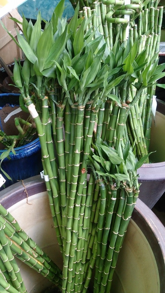 bambu de la suerte