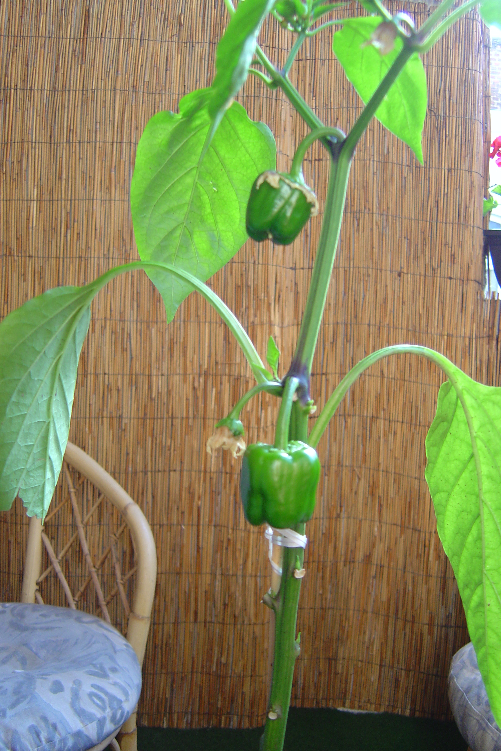 Pimiento morrón: Cultivo, riego y cuidados