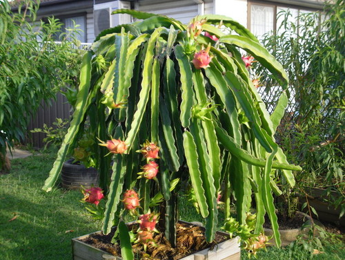 Cactus pithaya: Características, suelos y propagación