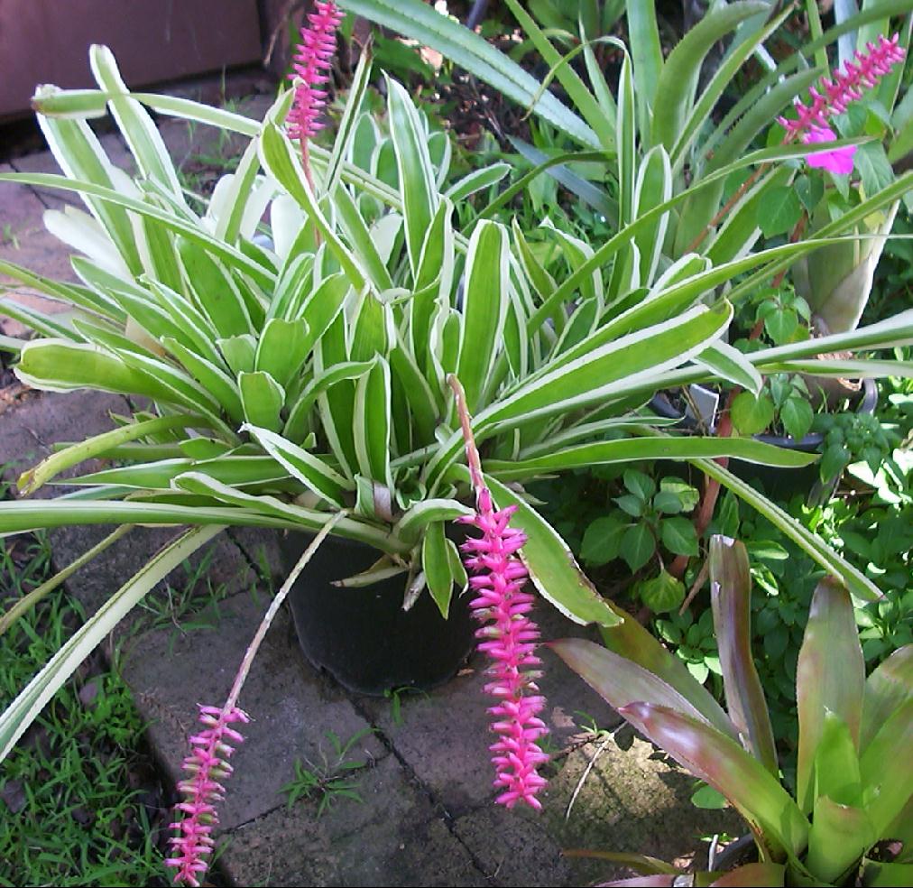 Aechmea gamosepala: Características, cultivo y cuidados