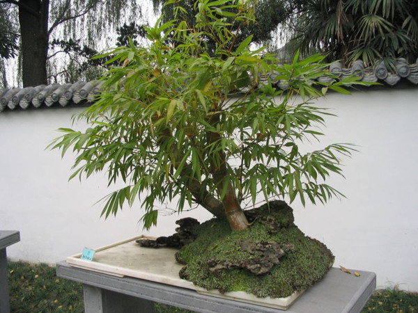 bambu bonsai