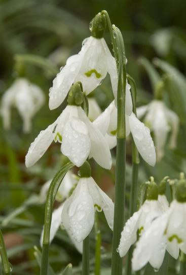 Campanilla de invierno: Características, cultivo y cuidados