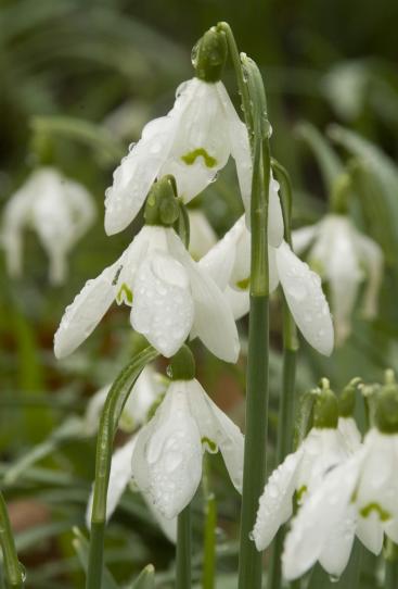 Campanilla de invierno: Características, cultivo y cuidados Flores - Flor  de Planta