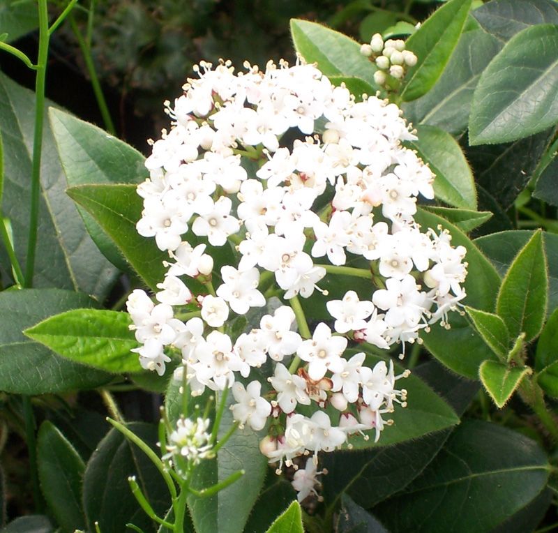 Viburnum tinus: Cultivo, riego y cuidados