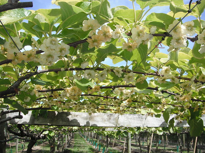 Kiwi: Características, cultivo y cuidados