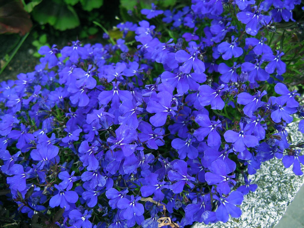 Lobelia: Características, cultivo y cuidados