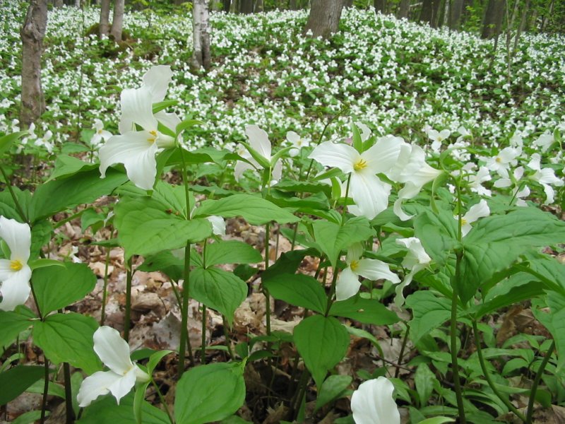 Trilio blanco (Trillium grandiflorum): Características y cultivo