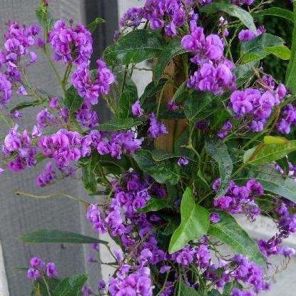 Hardenbergia: Características, cultivo y cuidados