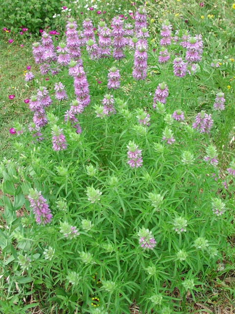 Monarda citriodora: Cultivo, riego y cuidados