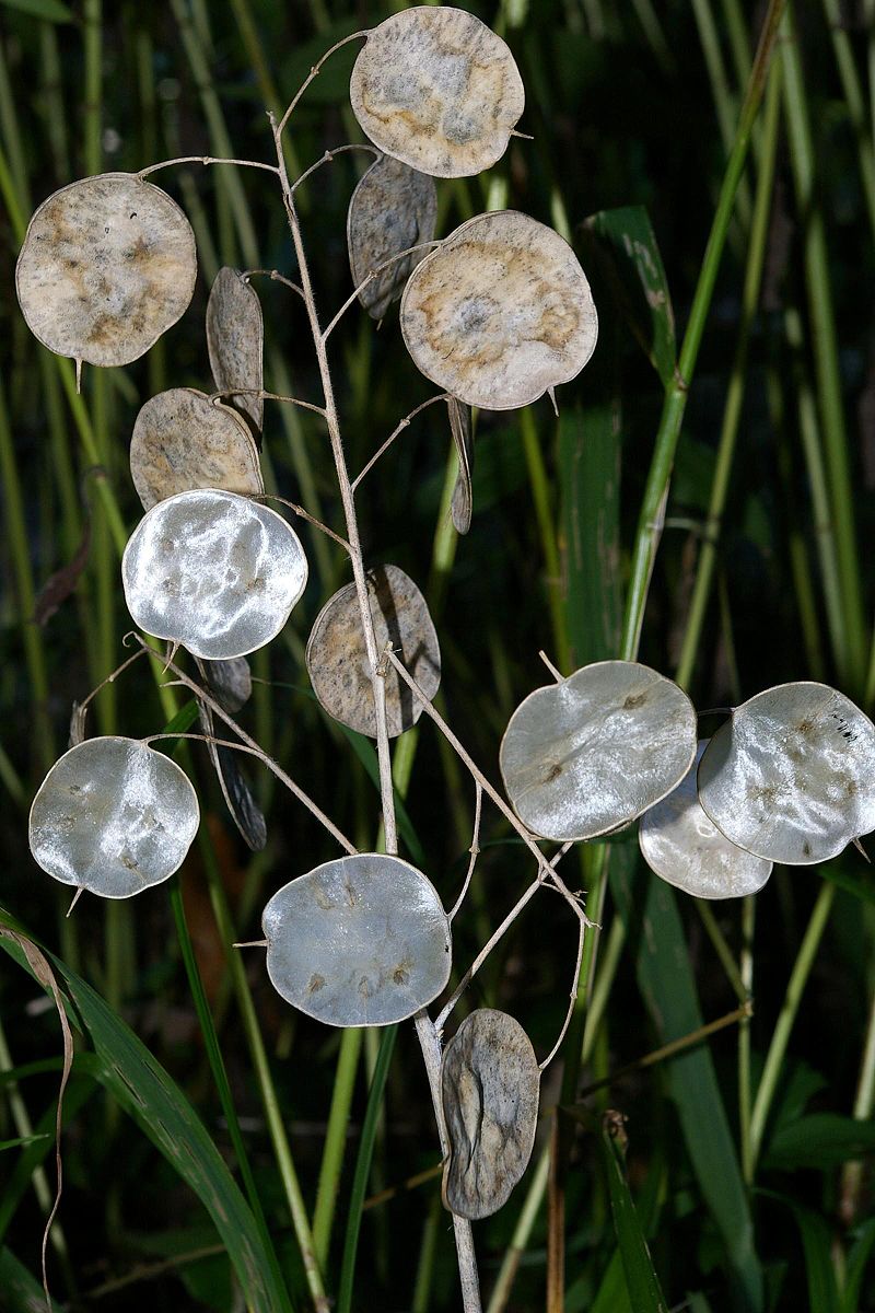 Lunaria: Características, cultivo y cuidados