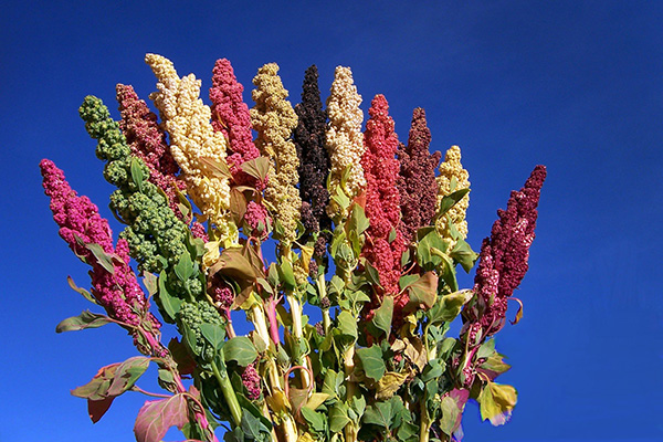 Diferentes variedades de quinua cultivadas en Bolivia (Foto: Biodiversity International)