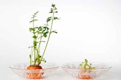 Como obtener un pequeño huerto a partir de los desechos de la cocina