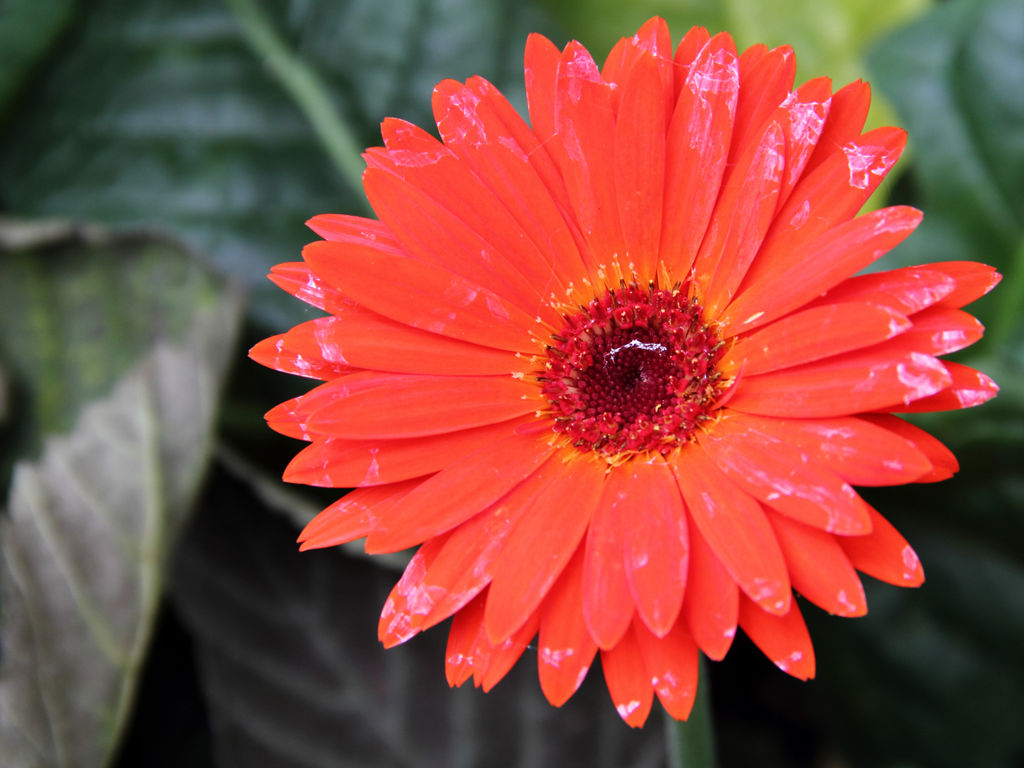 Gerbera jamesonii: Características, cultivo y cuidados
