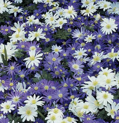 Anemone blanda: Cultivo, riego y cuidados