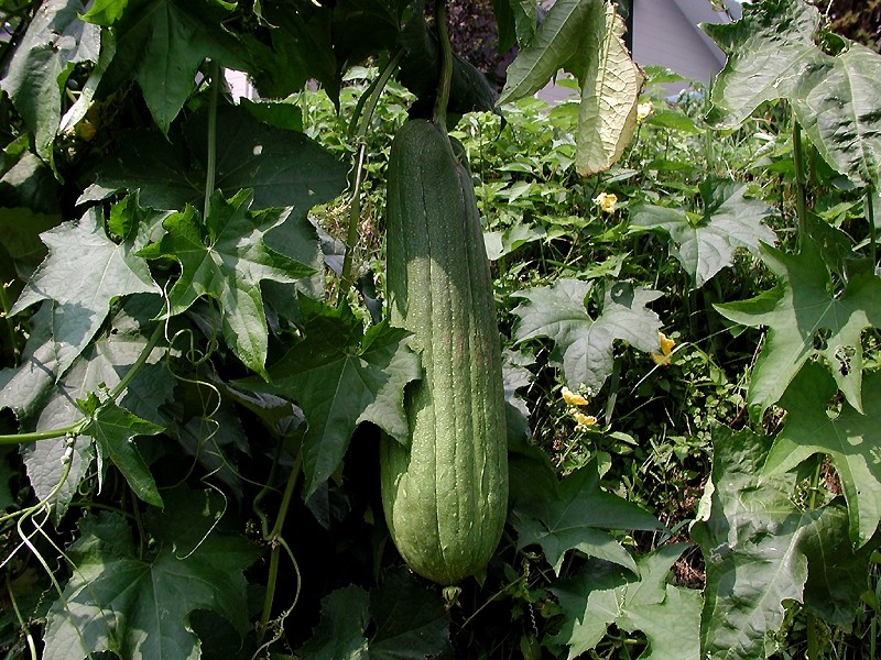 Esponja vegetal: Características, cultivo y cuidados