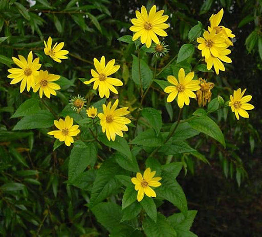 Tupinambo: Características, cultivo y cuidados