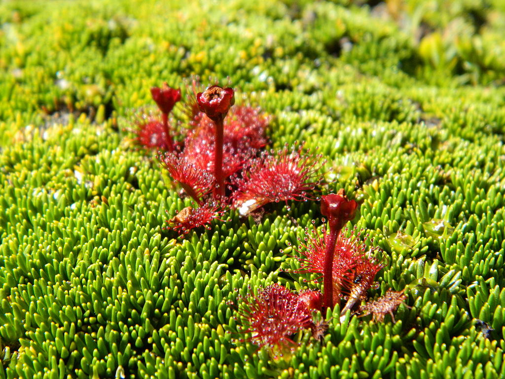 Plantas carnívoras: Características de la Drosera uniflora