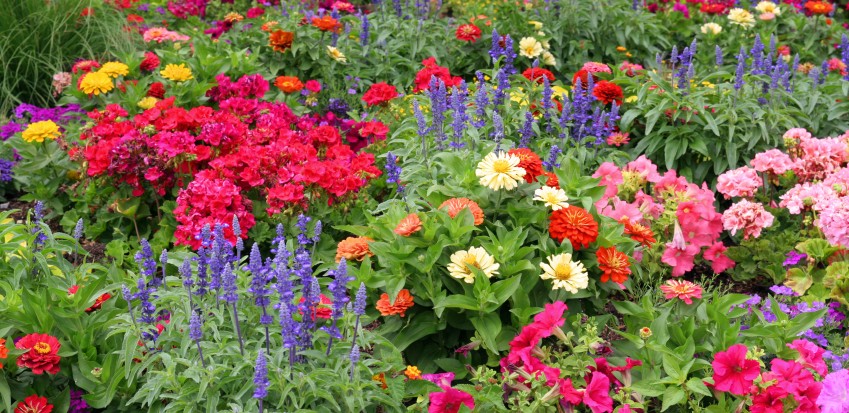 Cuál es la conveniencia de tener flores anuales en el jardín