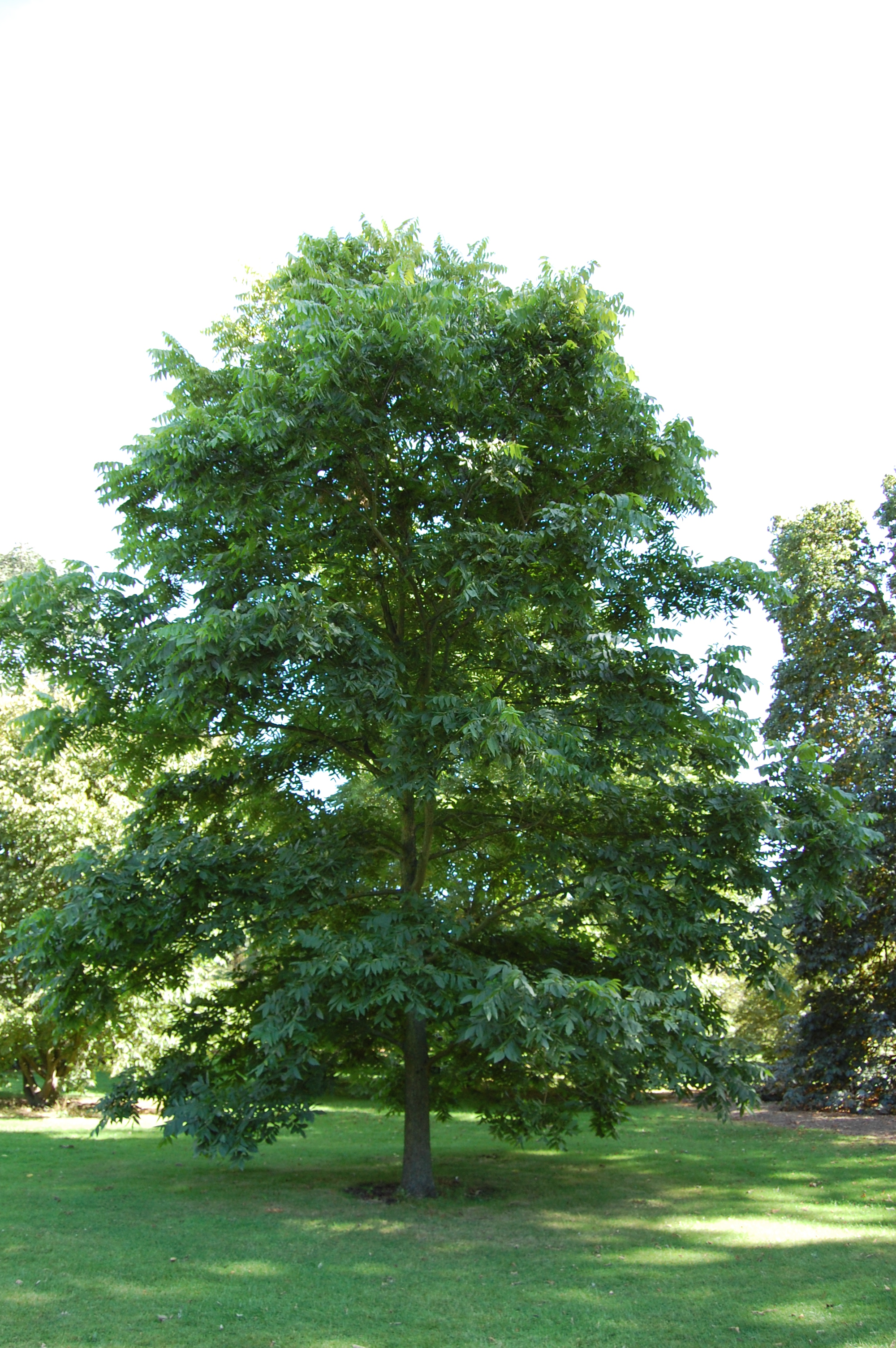 Pecán (Carya ilinoinensis): Caracterísicas y variedades