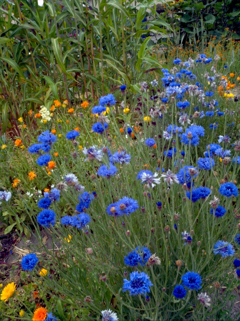 centaurea1