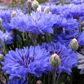 centaurea2