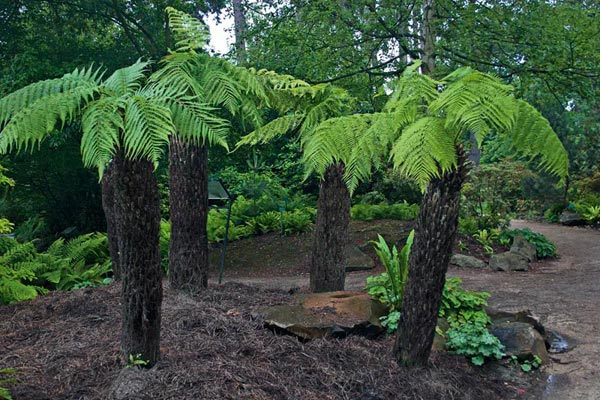 Dicksonia antarctica: Características, cultivo y cuidados