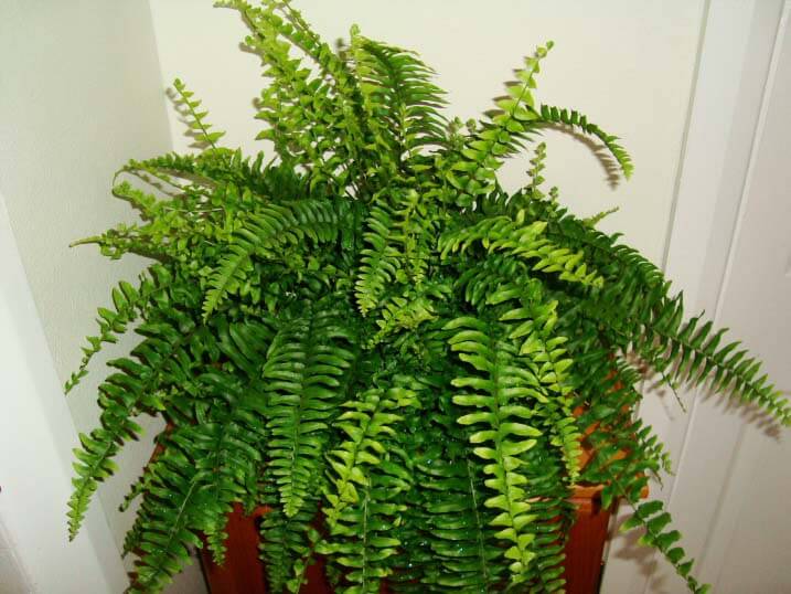 Helechos: Características y cultivo de Nephrolepis exaltata