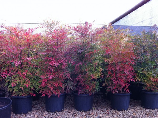 Bambú sagrado (Nandina domestica): Características y cultivo