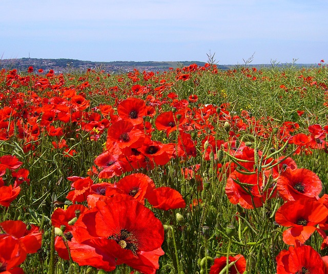 papaver-rhoeas-57474_640