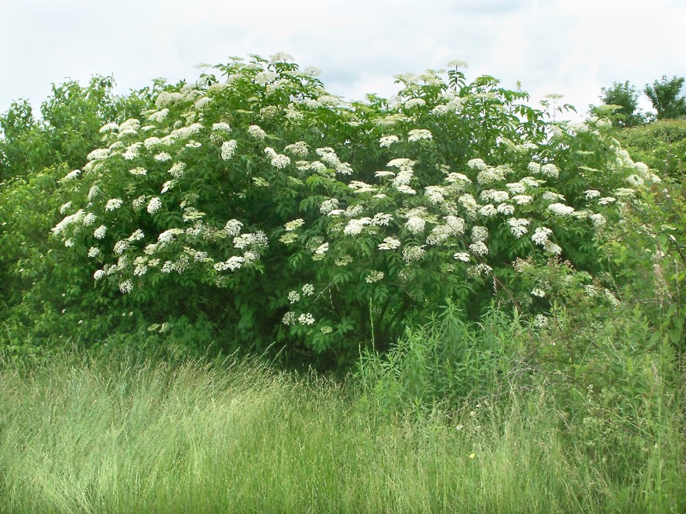 Plantas medicinales: El sauco negro (Sambucus nigra)