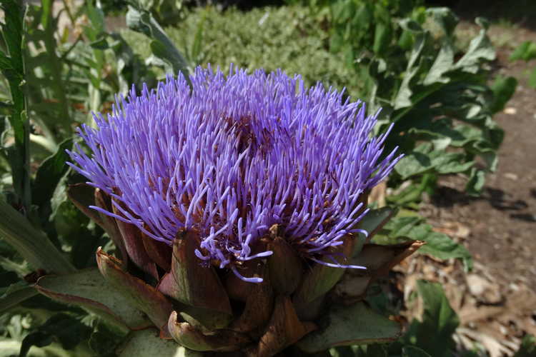 Cardo de Castilla (Cynara cardunculus): Características, cultivo y cuidados