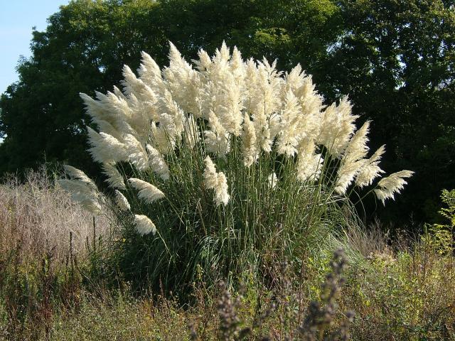 Gramíneas ornamenales: Hierba de las Pampas (Cortaderia selloana)