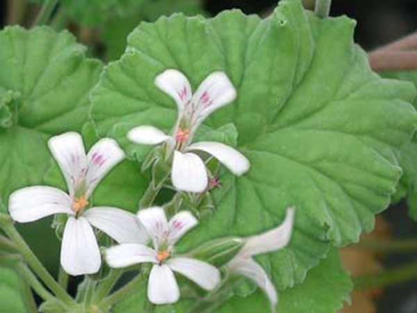 Malvón de olor (Pelargonium odoratissimum): Características y cultivo