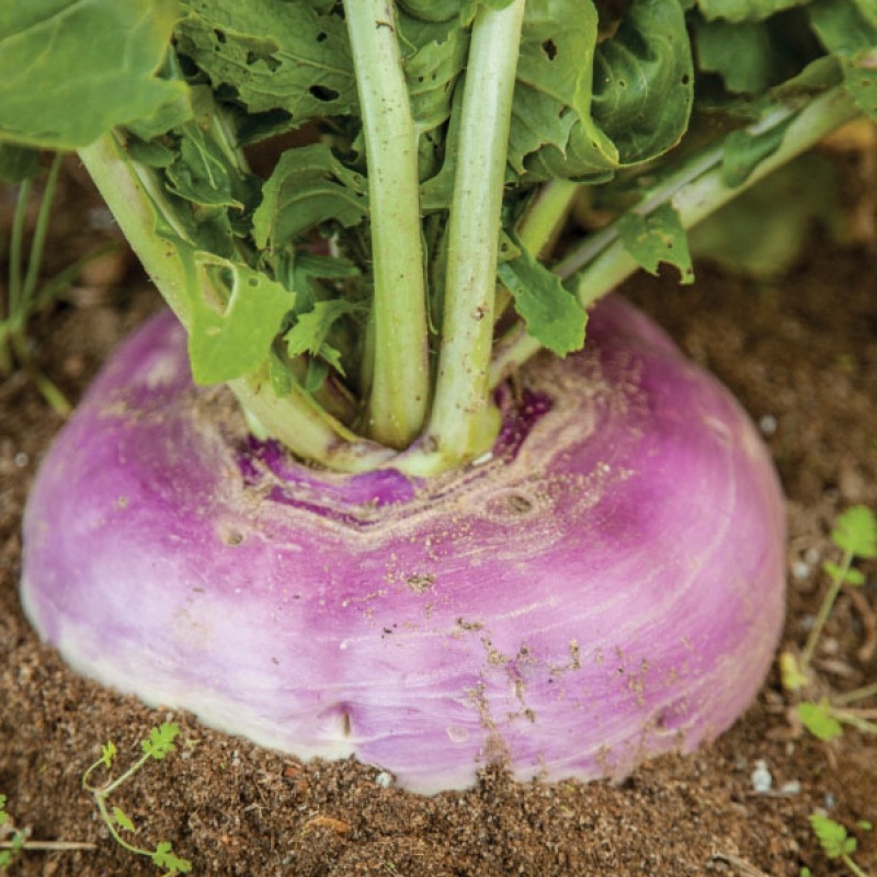 Nabo (Brassica rapa): Cultivo, riego y cosecha