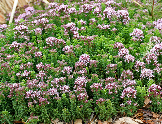Orégano (Origanum vulgare): Características, cultivo y usos