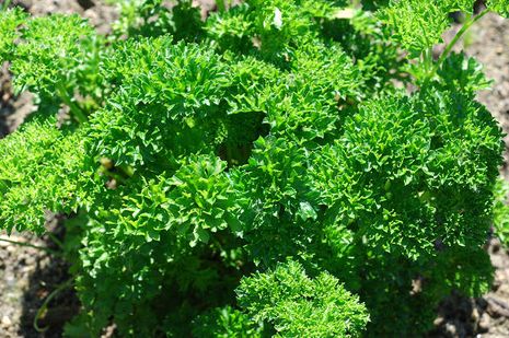 Perejil (Petroselinum crispum): Épocas de cultivo y cosecha