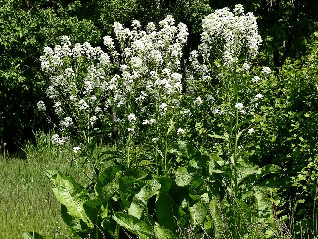 Rábano rusticano (Armoracia rusticana): Cultivo, suelos y reproducción
