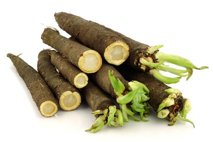 Salsifí negro (Scorzonera hispanica): Características y cultivo