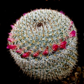 Cactus ornamentales: Mammillaria supertexta