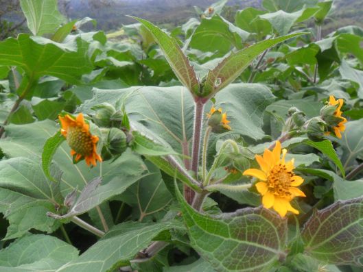 Yacón (Smallanthus sonchifolius): Descripción y cultivo
