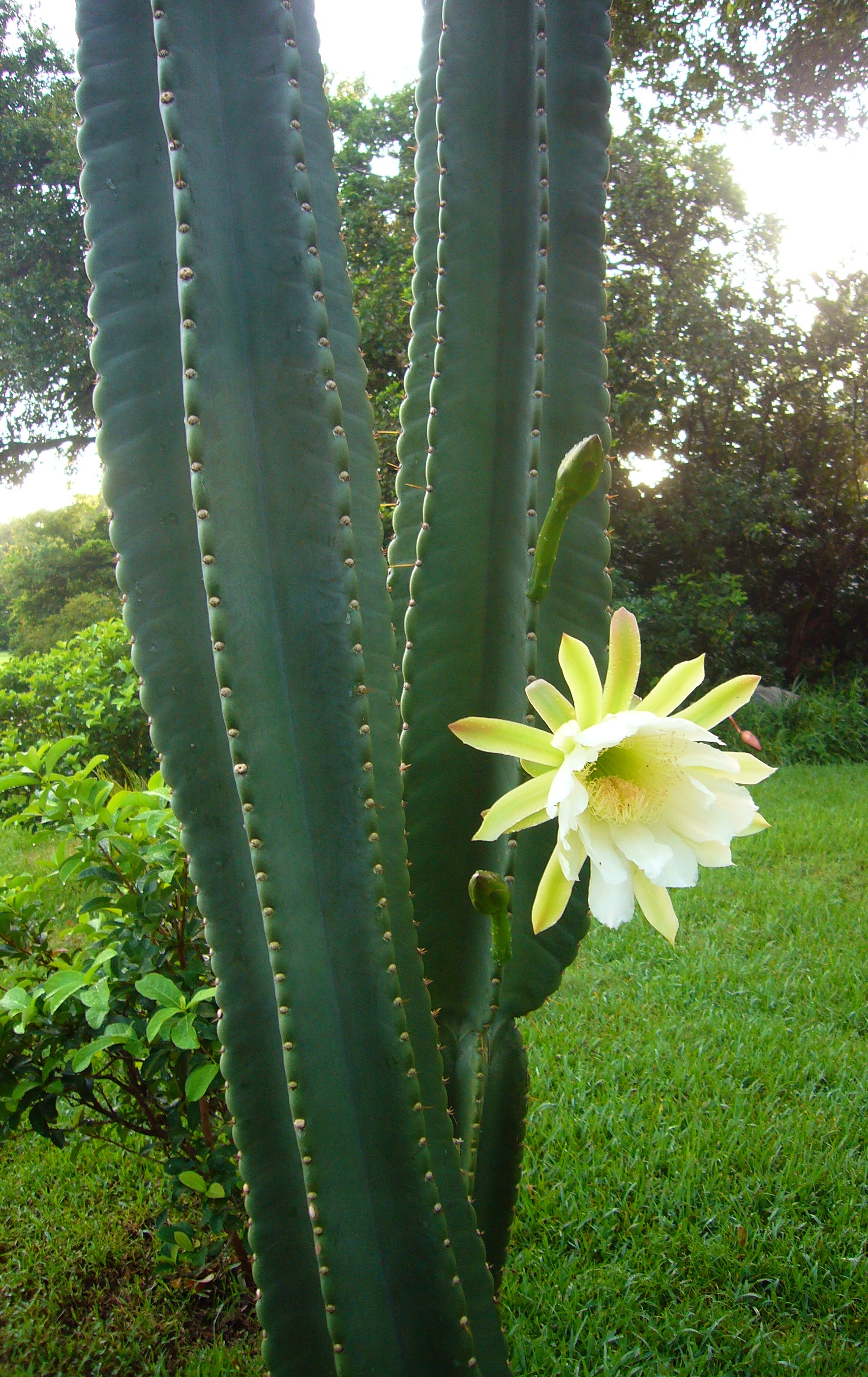 Cereus: Características, cultivo y cuidados Plantas - Flor de Planta