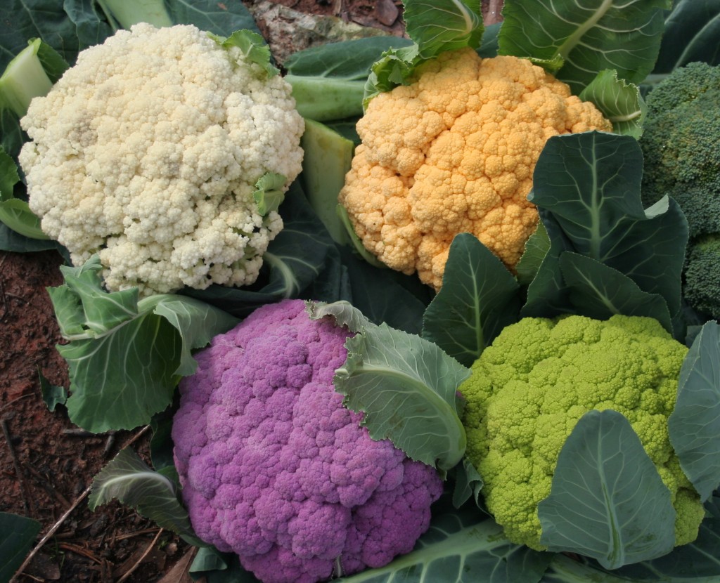 Coliflor (Brassica oleracea var. botrytis): Cultivo, riego y cuidados