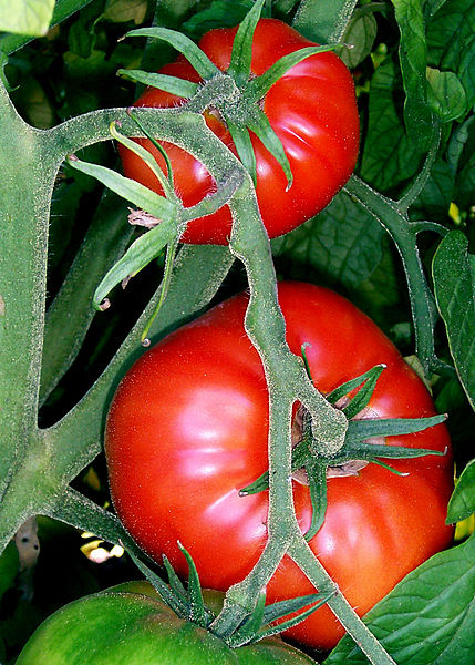 Tomate (Solanum lycopersicum): Cultivo, riego y cuidados