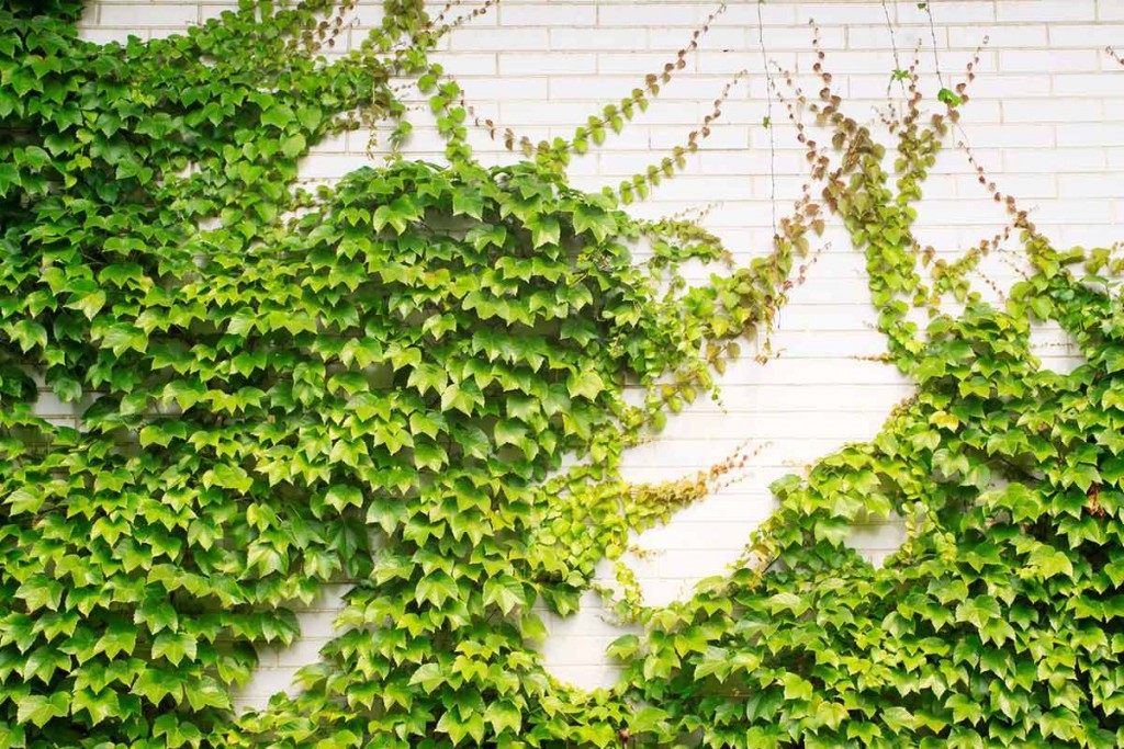 Poderoso Fugaz Esperar algo Cómo utilizar plantas trepadoras para ornamentar corredores Plantas - Flor  de Planta