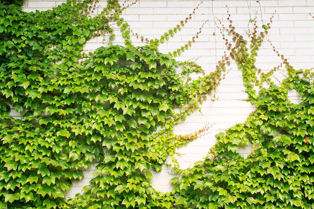 Cómo utilizar plantas trepadoras para ornamentar corredores