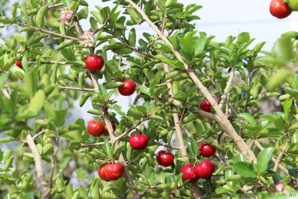 Acerola (Malpighia emarginata): Cultivo, riego y cuidados